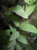 Epilobium parviflorum